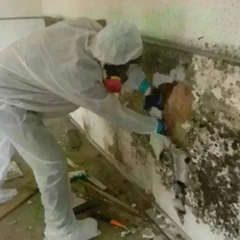 Mold Remediation and Removal in Faulkton, SD